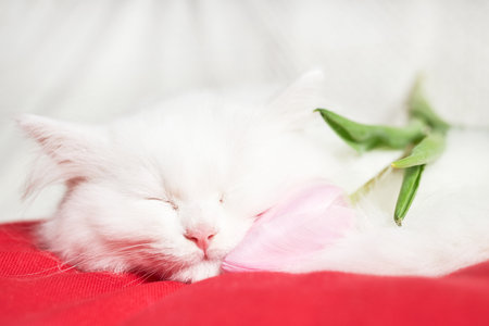 White cute fluffy kitten is sleeping next to a fresh tulip flower. Funny pet next to the flowers. The concept of congratulations for the holidays and celebrationsの写真素材