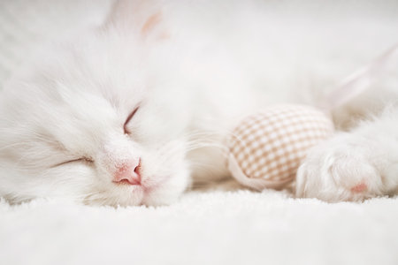 Happy Easter. Fluffy white kitten sleeps hugging an Easter egg.の写真素材