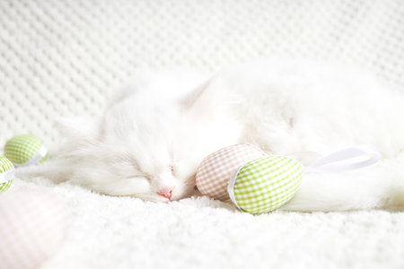 Happy Easter. Fluffy white kitten sleeps hugging an Easter egg.の写真素材