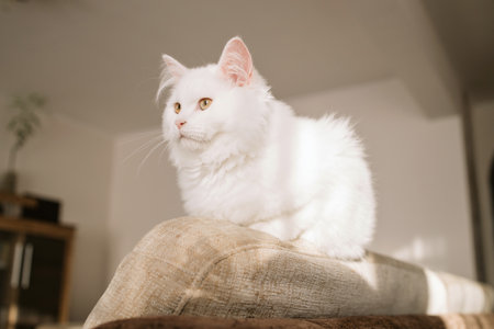 A small cute white kitten lies on the sofa and rests in the sun. The life of pets