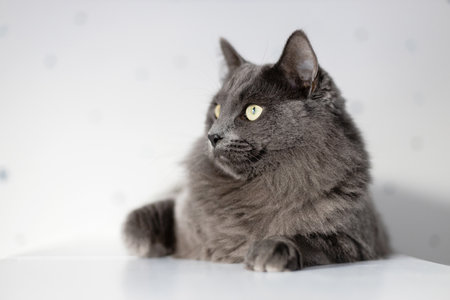 Portrait of a gray fluffy cat that lies on a bookshelf. Life of pets in the apartment. Cat life at homeの写真素材