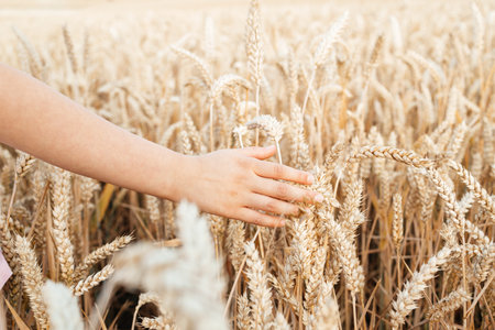 Close-up of a hand touching ripe golden spikelets in a field in the sun