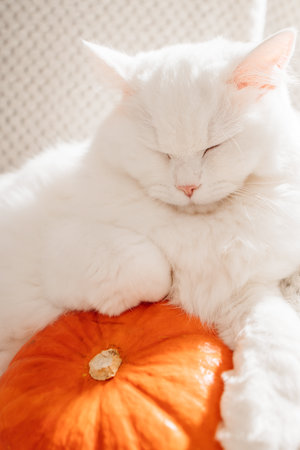 Close-up of a white fluffy cat lying on a pumpkin. Cute pets. Fall mood, autumn vibes.の写真素材