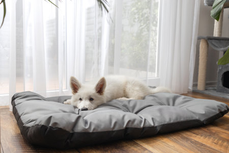 A cute white Swiss shepherd puppy lies on his bed and has his nose buried in it. New pet at homeの写真素材