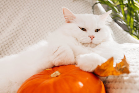 Cute autumn cat. A white fluffy kitten lies next to a pumpkin and autumn leaves on a white woolen blanket. Fall mood, autumn vibes.の写真素材