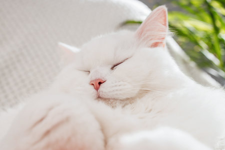 Cute fluffy white kitten sleeps on a white blanket. Close-up of a resting petの写真素材