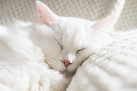 Close-up of a cute fluffy white kitten sleeping on a white wool blanket. Funny and resting petの写真素材