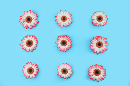 Pink gerbera flowers on a light blue background. Floral spring backgroundの写真素材
