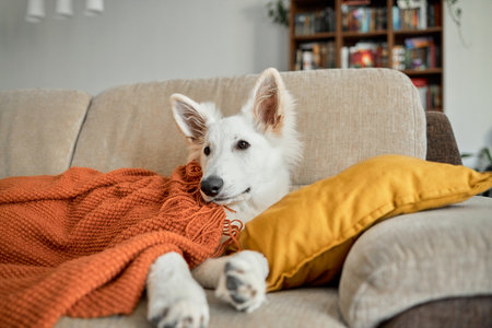 A six-month-old white Swiss shepherd puppy lies on the living room couch covered with a knitted blanket. Animals are like peopleの写真素材