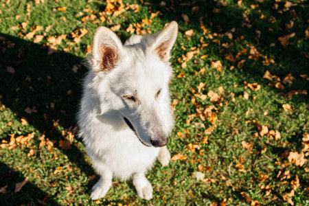 Portrait of a white Swiss shepherd on an autumn lawn near a house. The dog sits on the grass strewn...
