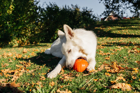 White Swiss Shepherd dog playing with pumpkin on autumn grass and trying to eat it