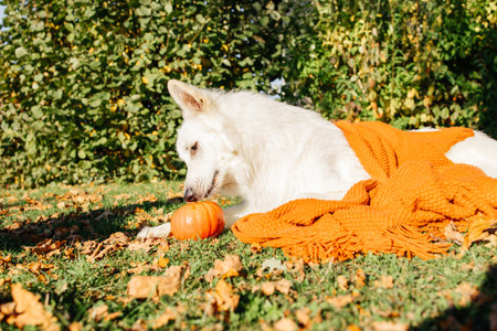 Portrait of White Swiss Shepherd dog lying on autumn grass next to pumpkin and knitted blanket, perfect for autumn illustrationの写真素材
