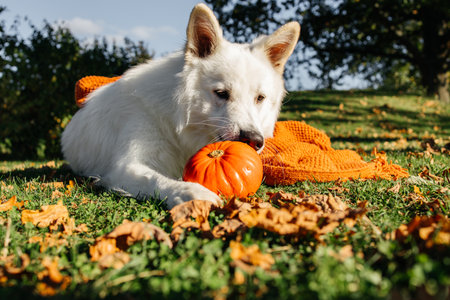 Portrait of a White Swiss Shepherd lying on the grass and sniffing a pumpkinの写真素材