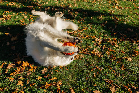 White Swiss Shepherd dog playing with pumpkin on autumn grass and trying to eat it