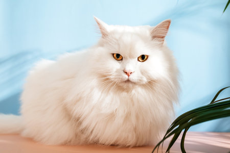 White fluffy cat sitting on pink and blue backgroundの写真素材