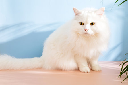 White fluffy cat sitting on pink and blue backgroundの写真素材