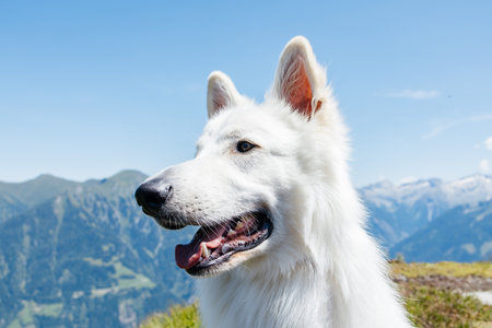 White swiss shepherd dog enjoying mountain landscape on sunny dayの写真素材
