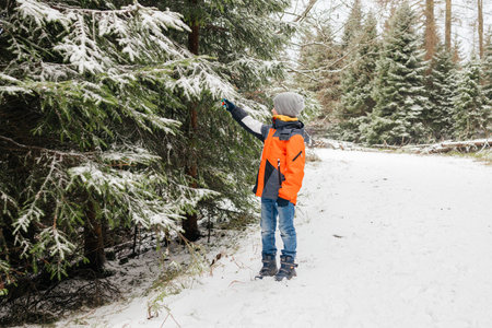 Boy touching snow on spruce tree in winter forest