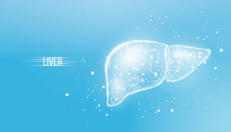 Human liver. Wireframe low poly style. Concept for medical, treatment of the hepatitis. Abstract modern 3d vector illustration on blue background.のイラスト素材