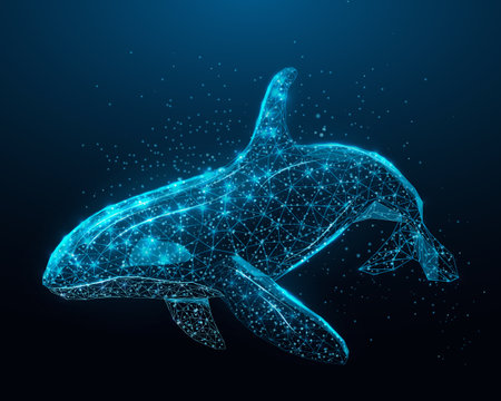 Killer whale. Wireframe glowing low poly Orca whale. Design on dark blue background. Abstract futuristic vector illustration.のイラスト素材
