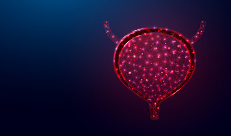 Human bladder. Design element for medical concept, bladder cancer, cystitis, human excretory system. Wireframe low poly style. Abstract vector illustration on dark blue background.のイラスト素材