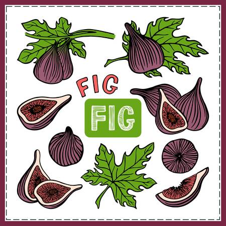 A SET OF SKETCHES OF THE FRUIT OF THE FIG TREE IN VECTORのイラスト素材