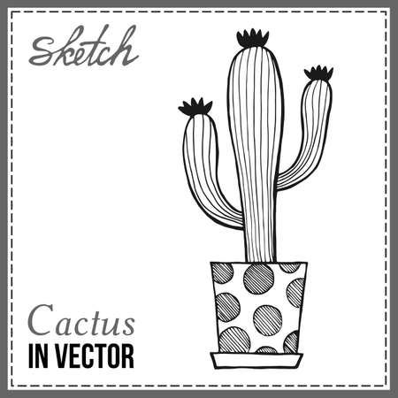 DRAWN SKETCH OF CACTUS IN THE VECTORのイラスト素材