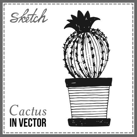 DRAWN SKETCH OF CACTUS IN THE VECTORのイラスト素材