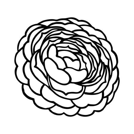 LUSH CAMELLIA FLOWER ON A WHITE BACKGROUND IN VECTORのイラスト素材