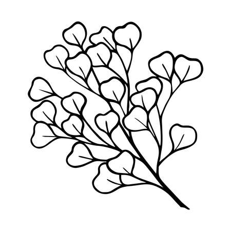 A SPRIG OF EUCALYPTUS ON A WHITE BACKGROUND IN A VECTORのイラスト素材