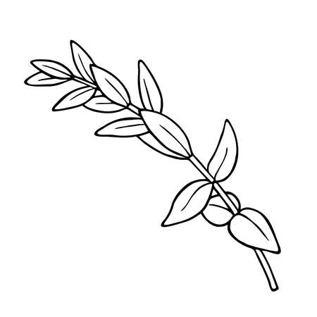 A SPRIG OF EUCALYPTUS ON A WHITE BACKGROUND IN A VECTORのイラスト素材