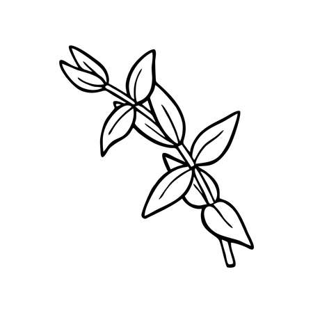 A SPRIG OF EUCALYPTUS ON A WHITE BACKGROUND IN A VECTORのイラスト素材