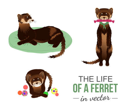 BROWN FERRETS WITH THEIR TOYS IN VECTORのイラスト素材
