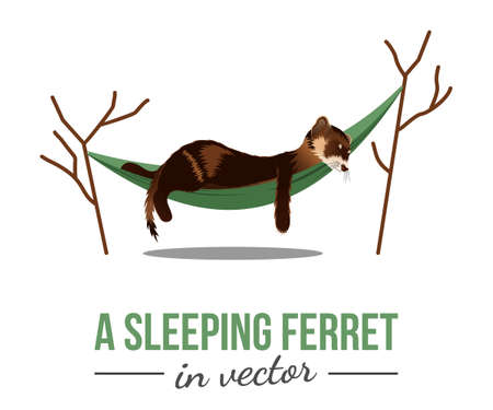 SLEEPING BROWN FERRET IN A GREEN HAMMOCK IN VECTORのイラスト素材