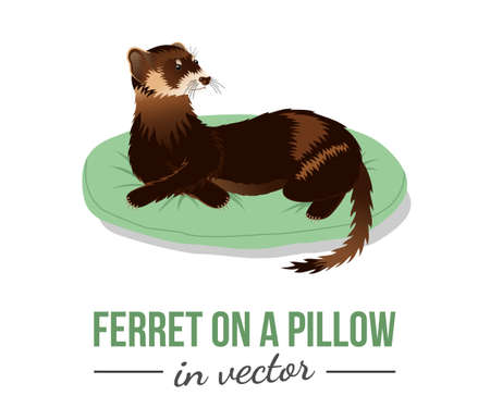 BROWN FERRET ON A GREEN PILLOW IN VECTORのイラスト素材