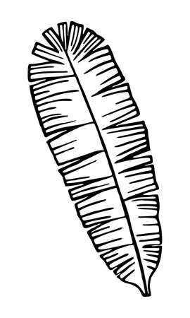BANANA LEAF ON A WHITE BACKGROUND IN VECTORのイラスト素材