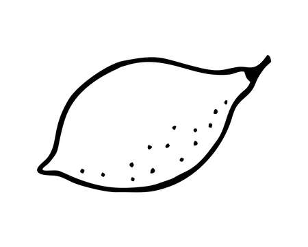 DRAWING OF A LEMON ON A WHITE BACKGROUND IN A VECTORのイラスト素材