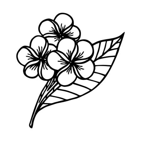 BLOOMING PLUMERIA ON A WHITE BACKGROUND IN THE VECTORのイラスト素材