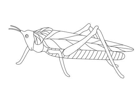COLORING BOOK WITH HUMMINGBIRDS AND FLOWERS ON A WHITE BACKGROUNDのイラスト素材