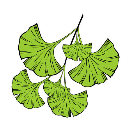 SEAMLESS PATTERN WITH GREEN GINKGO BILOBA LEAVES ON A YELLOW BACKGROUND IN VECTORのイラスト素材