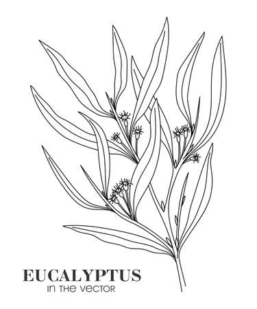 MEDICINAL PLANT EUCALYPTUS ON A WHITE BACKGROUND IN VECTORのイラスト素材