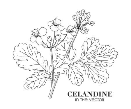 MEDICINAL PLANT CELANDINE ON A WHITE BACKGROUND IN VECTORのイラスト素材