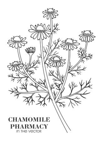 Medicinal plant of chamomile pharmacy on a white background in a vectorのイラスト素材