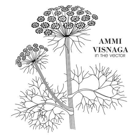 Medicinal plant Ammi Visnaga on a white background in vectorのイラスト素材