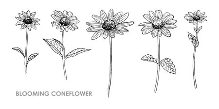 SET OF SILHOUETTES OF CONEFLOWERS ON A WHITE BACKGROUND IN VECTORのイラスト素材