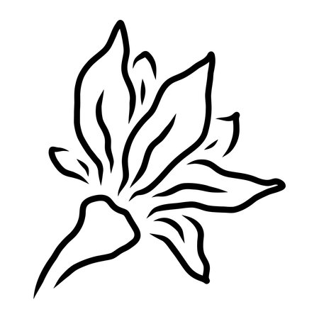 VECTOR DRAWING OF A BLOOMING LILY ON A WHITE BACKGROUNDのイラスト素材