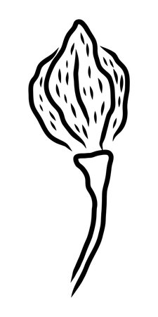 VECTOR DRAWING OF A LILY BUD ON A WHITE BACKGROUNDのイラスト素材