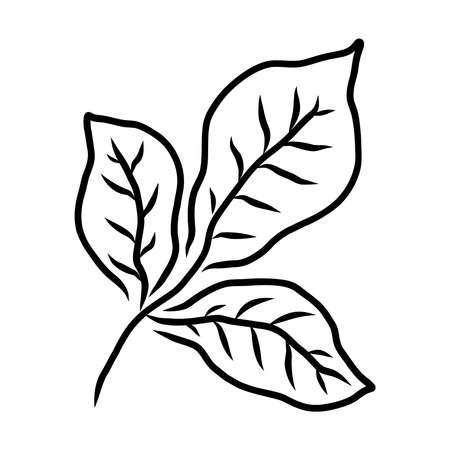Sketch of a plant leaf isolated on a white background in vectorのイラスト素材
