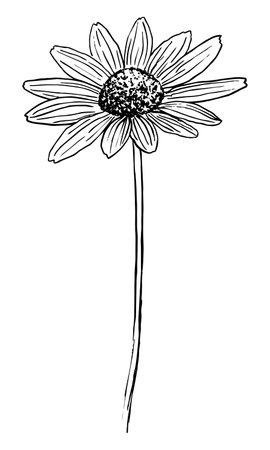 Sketch of a black blooming rudbeckia on a white background in vectorのイラスト素材