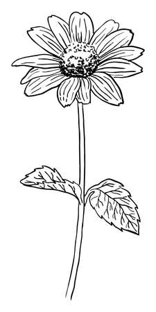 Sketch of a black blooming rudbeckia on a white background in vectorのイラスト素材